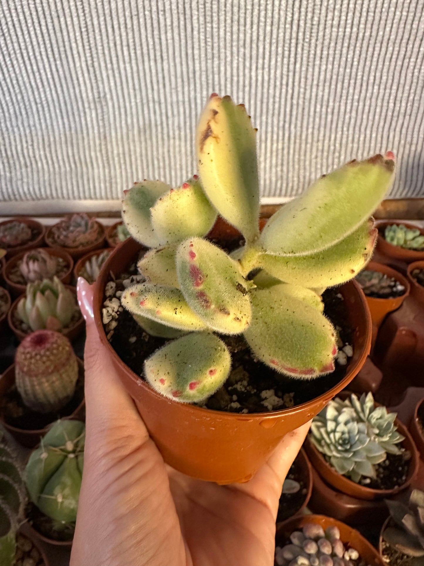Cotyledon Tomentosa Variegata