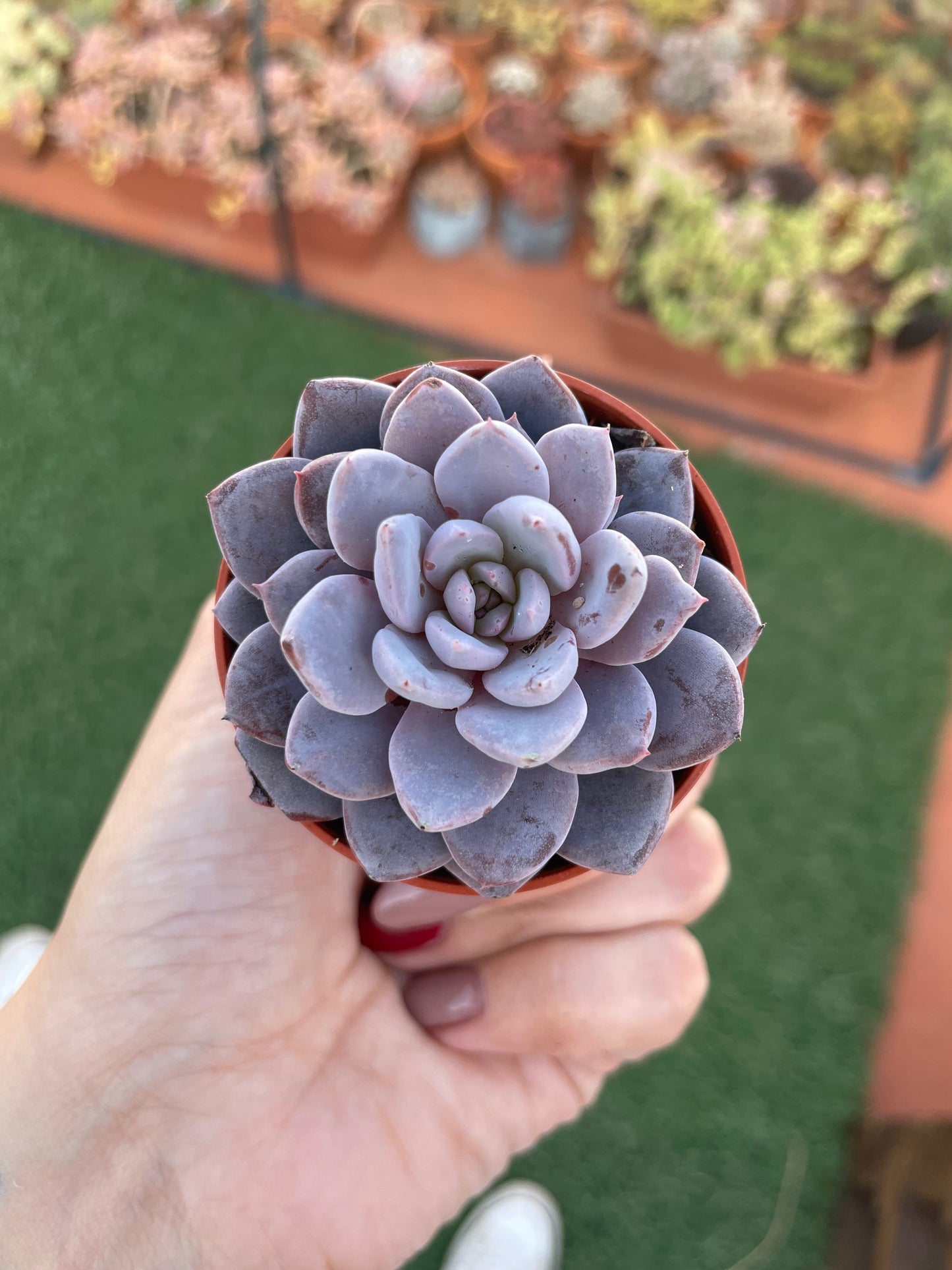 Graptoveria Lulu