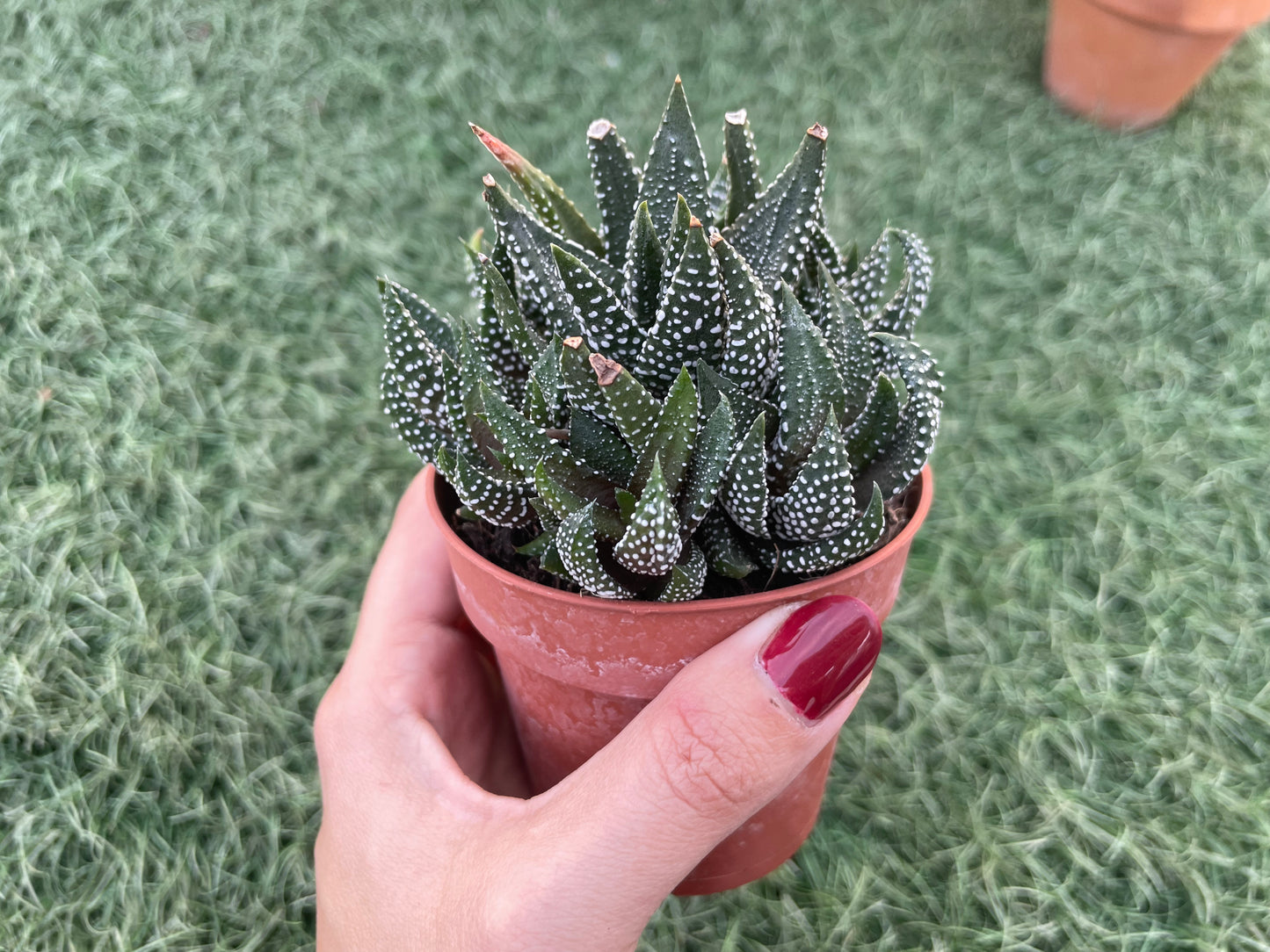 Haworthia Big Band