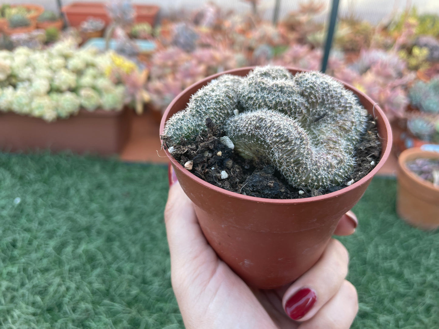 Mammillaria Ernesti Cristata