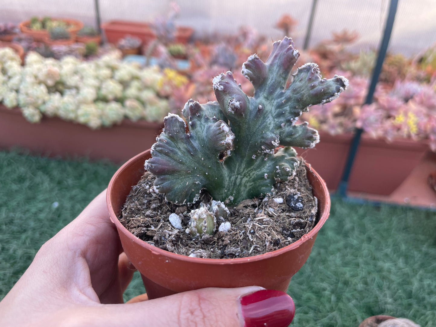 Monvillea Spegazzinii Cristata