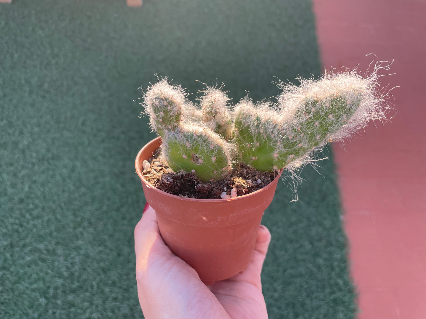 Opuntia Vestita Cristata