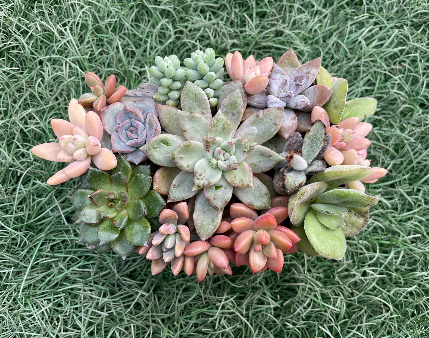 Composición de Suculentas
