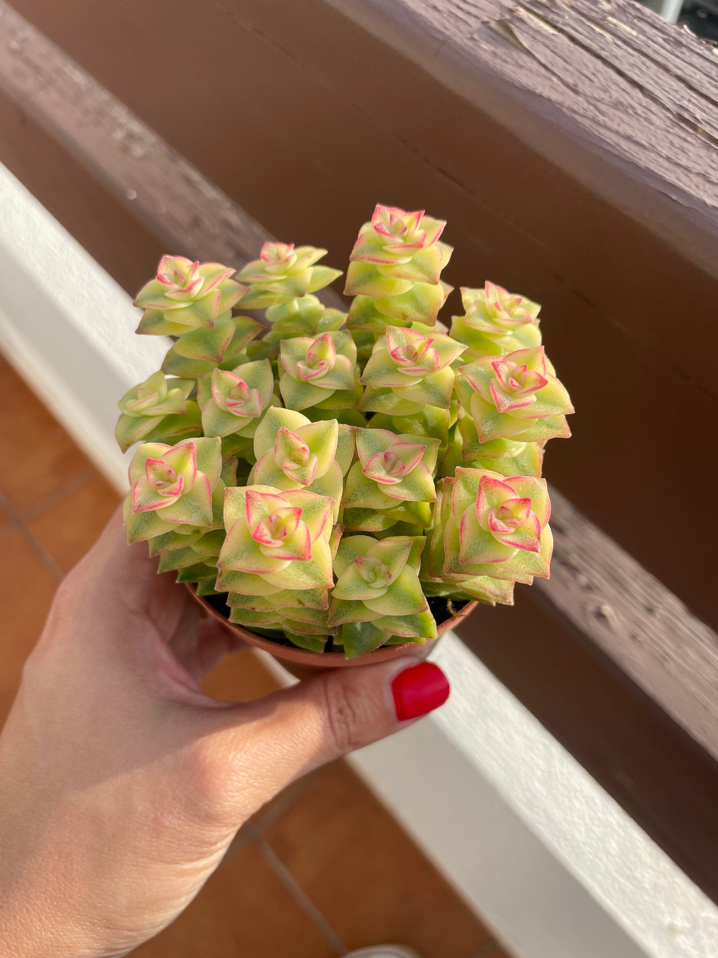 Crassula 'Pagoda' Variegata