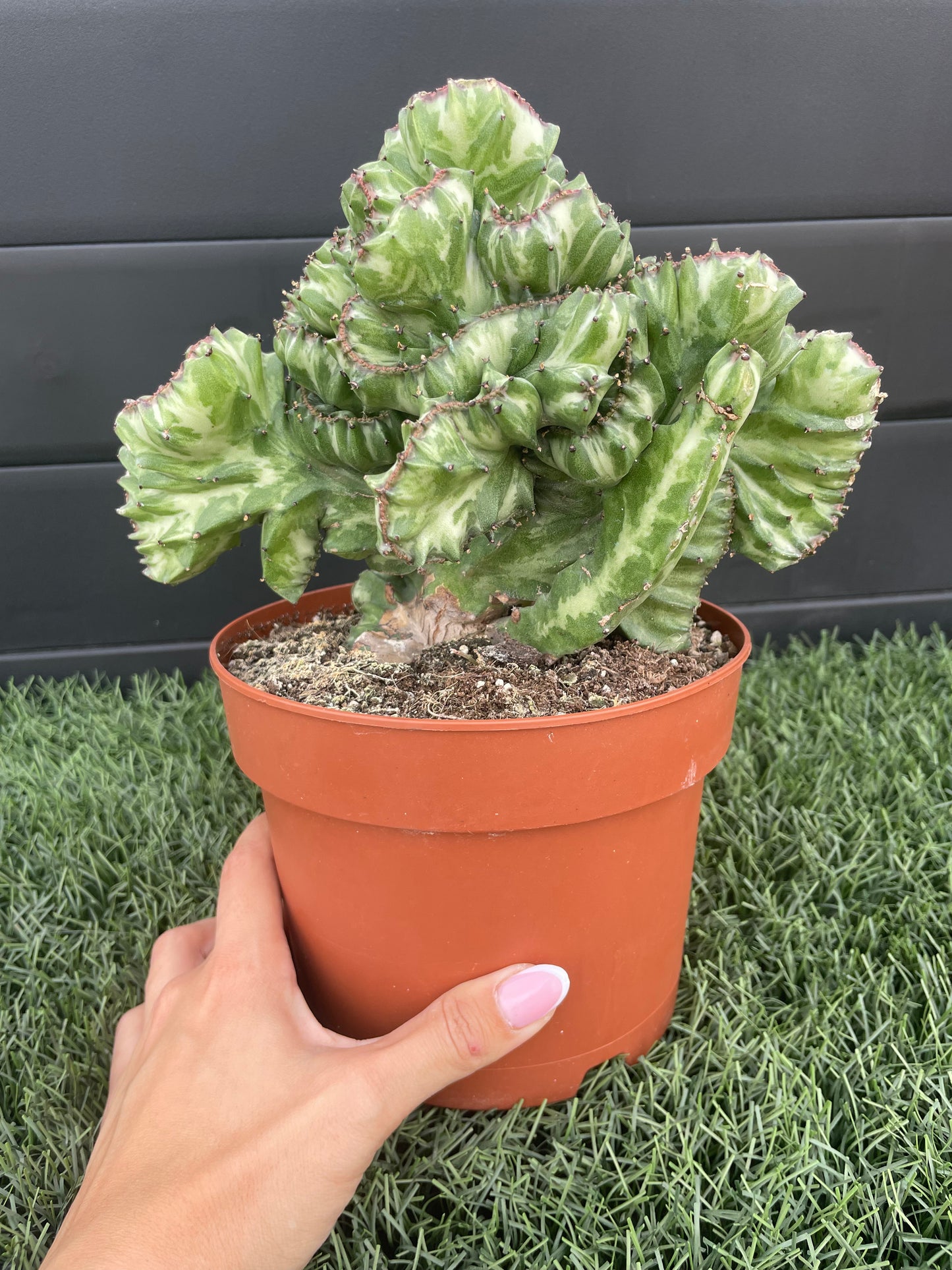 Euphorbia Lactea (Cactus Coral)