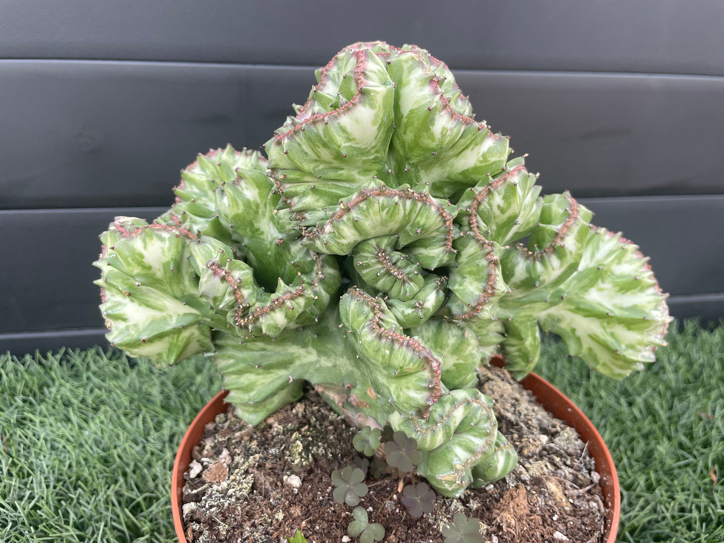 Euphorbia Lactea (Cactus Coral)