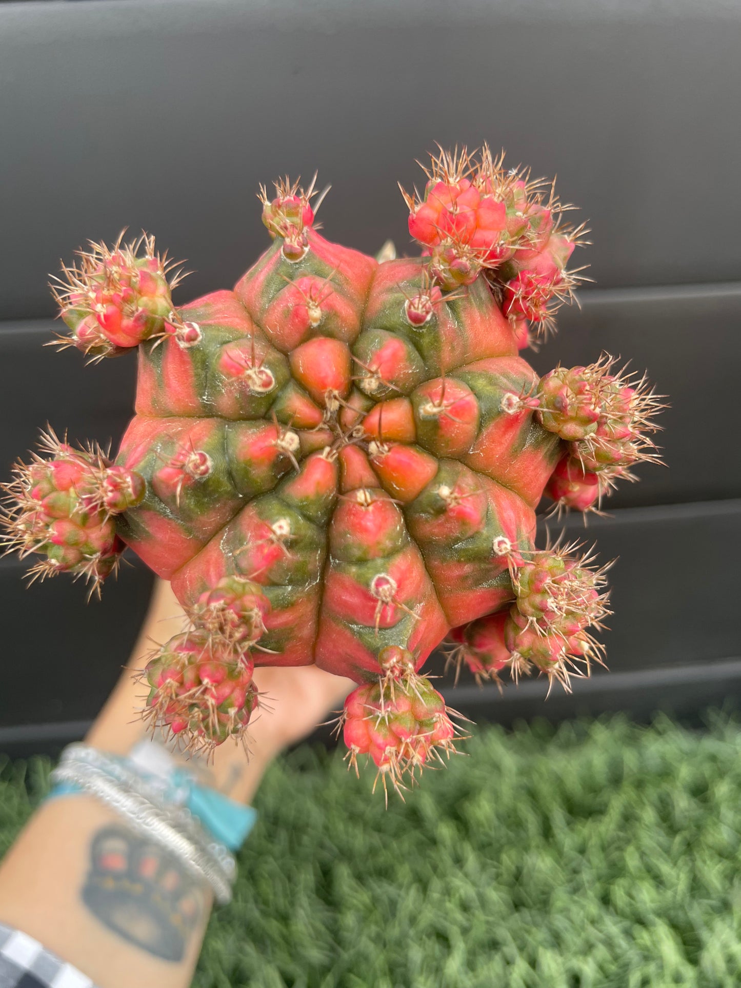 Gymnocalycium Mihanovichii Injertado