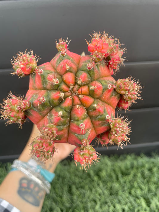 Gymnocalycium Mihanovichii Injertado