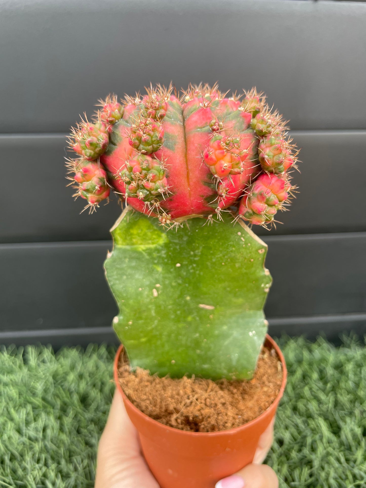 Gymnocalycium Mihanovichii Injertado