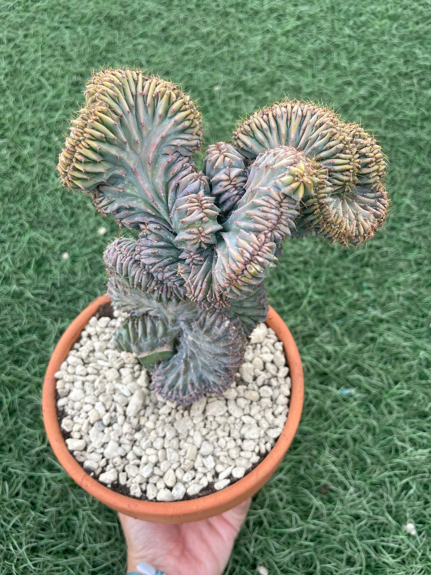 Myrtillocactus Geometrizans Cristata
