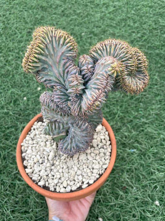 Myrtillocactus Geometrizans Cristata