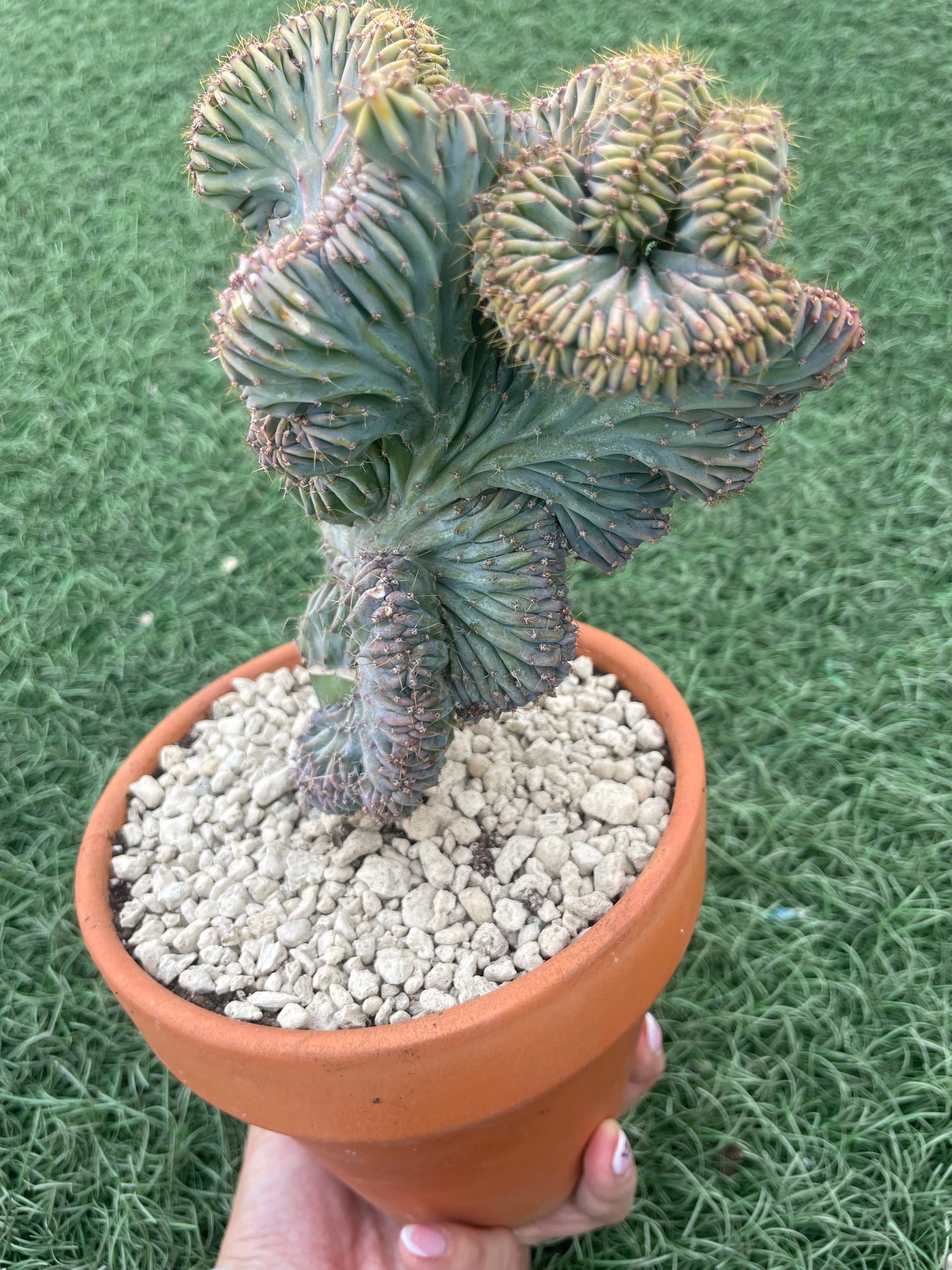 Myrtillocactus Geometrizans Cristata