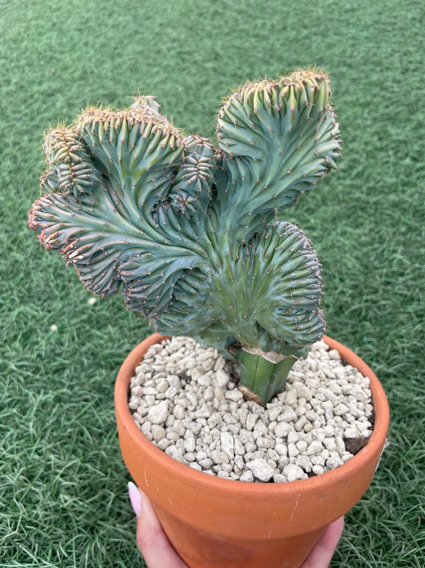 Myrtillocactus Geometrizans Cristata