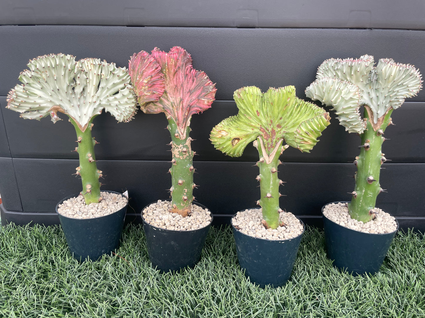 Euphorbia lactea 'Cristata'