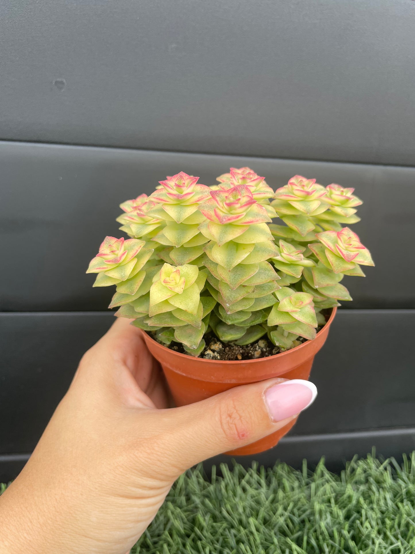 Crassula 'Pagoda' Variegata