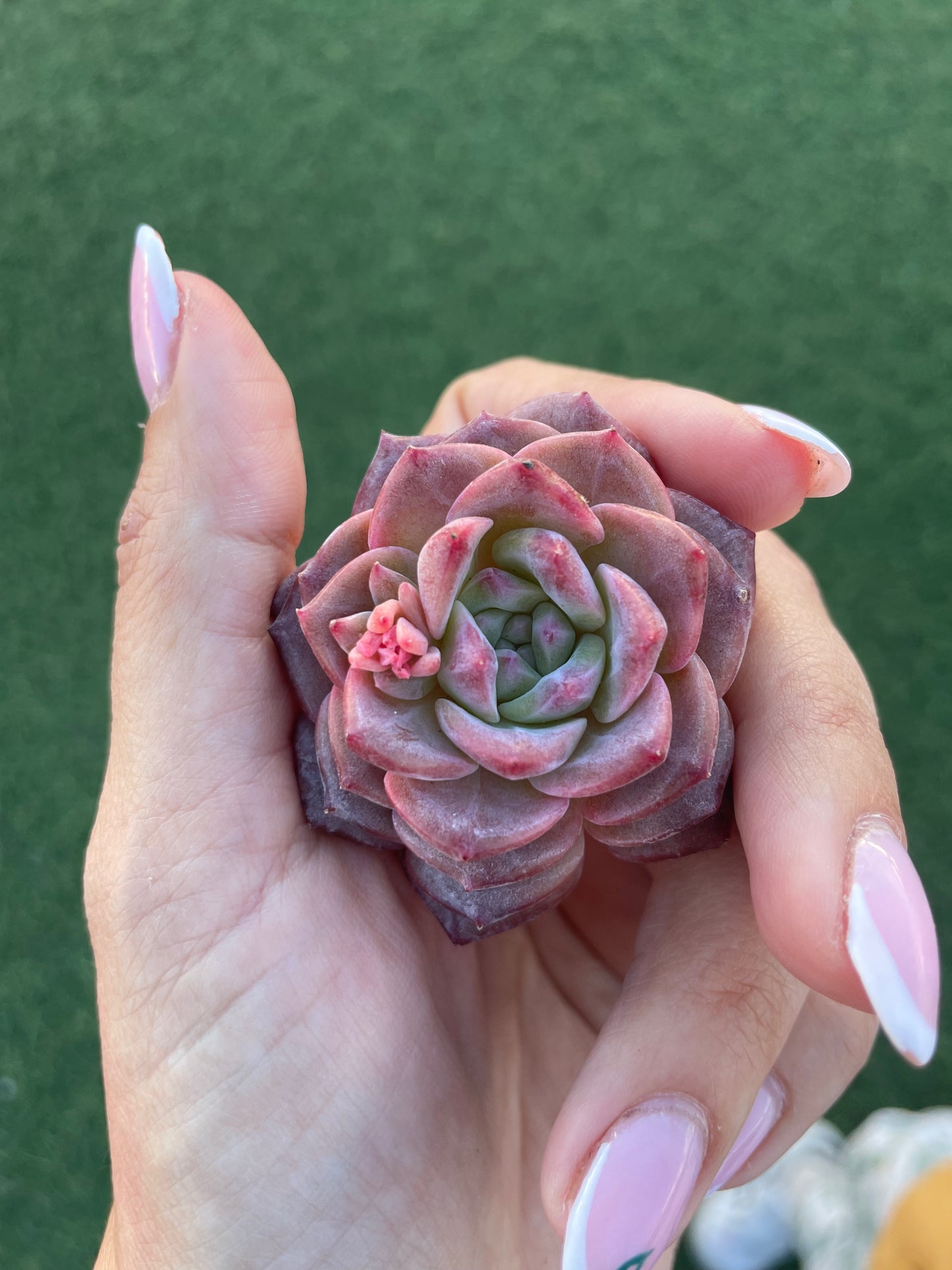 Echeveria Red Crystal