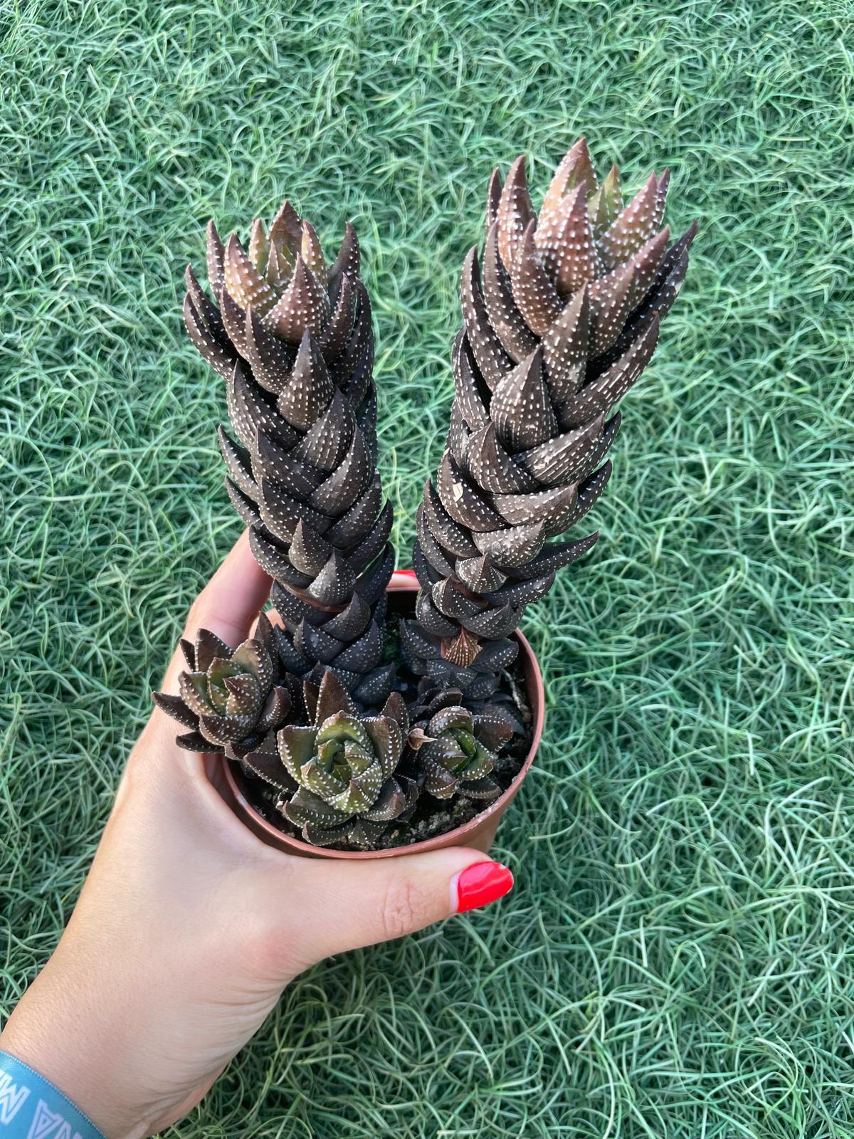 Haworthia reinwardtii