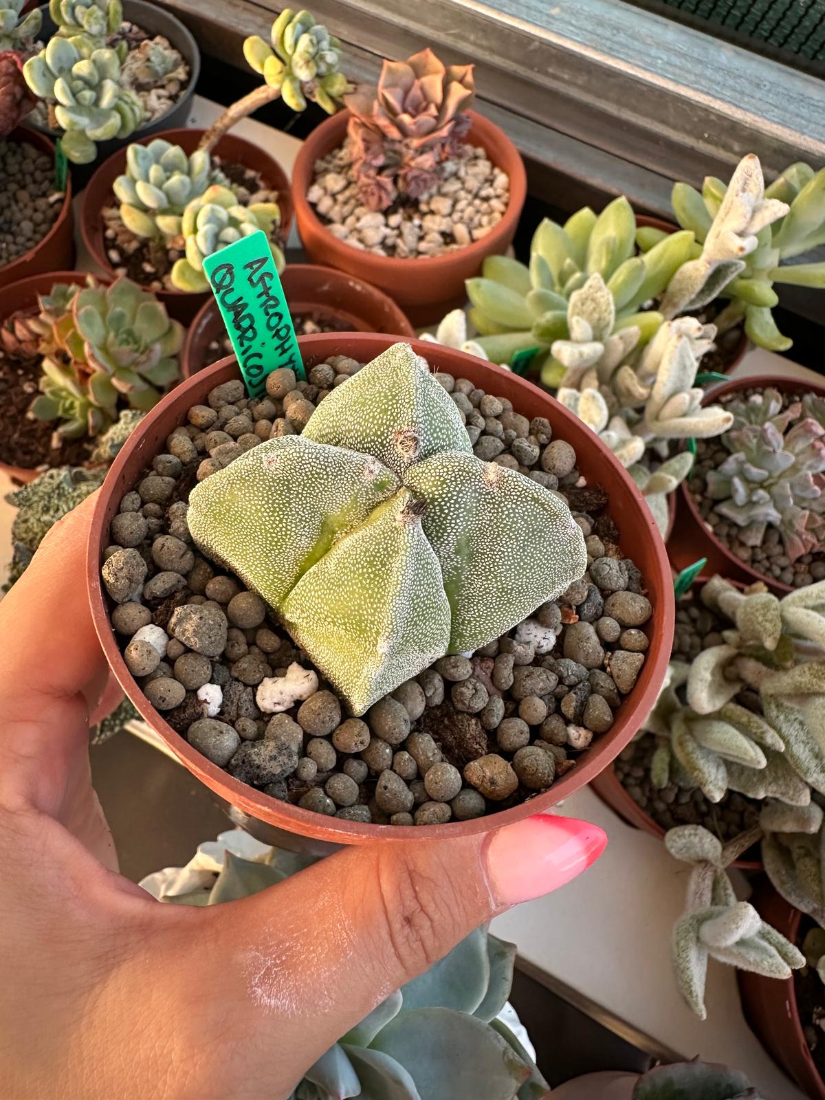 Astrophytum myriostigma var. quadricostatum