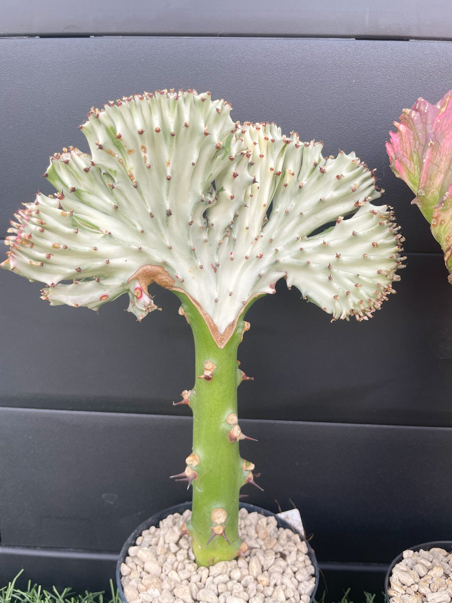 Euphorbia lactea 'Cristata'
