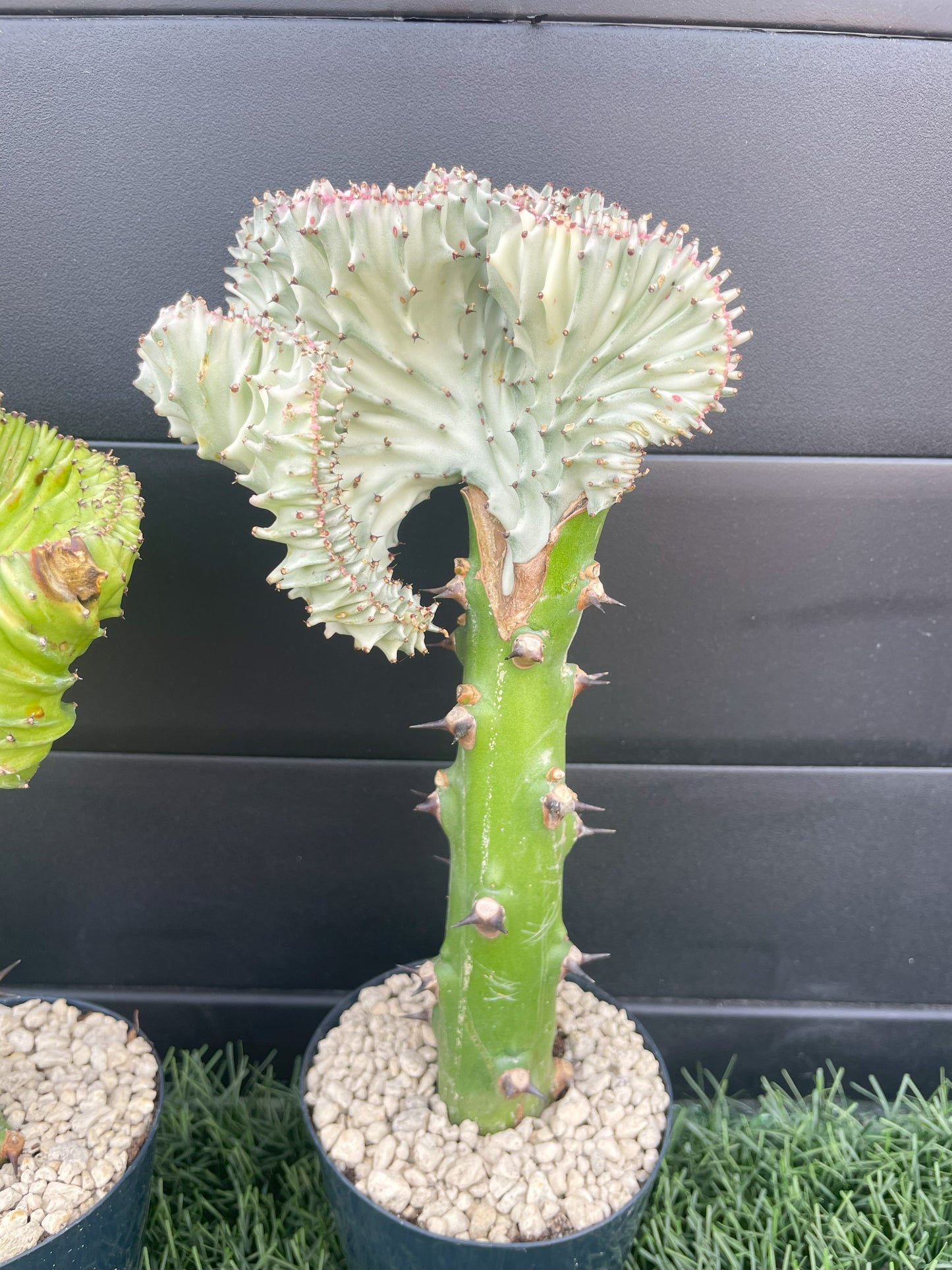 Euphorbia lactea 'Cristata'