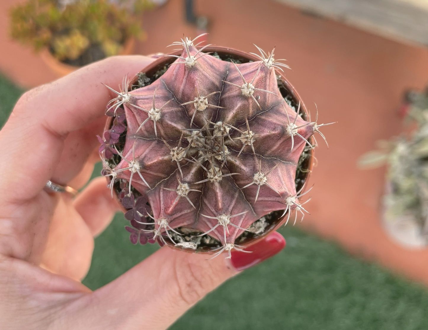 Gymnocalycium Mihanovichii