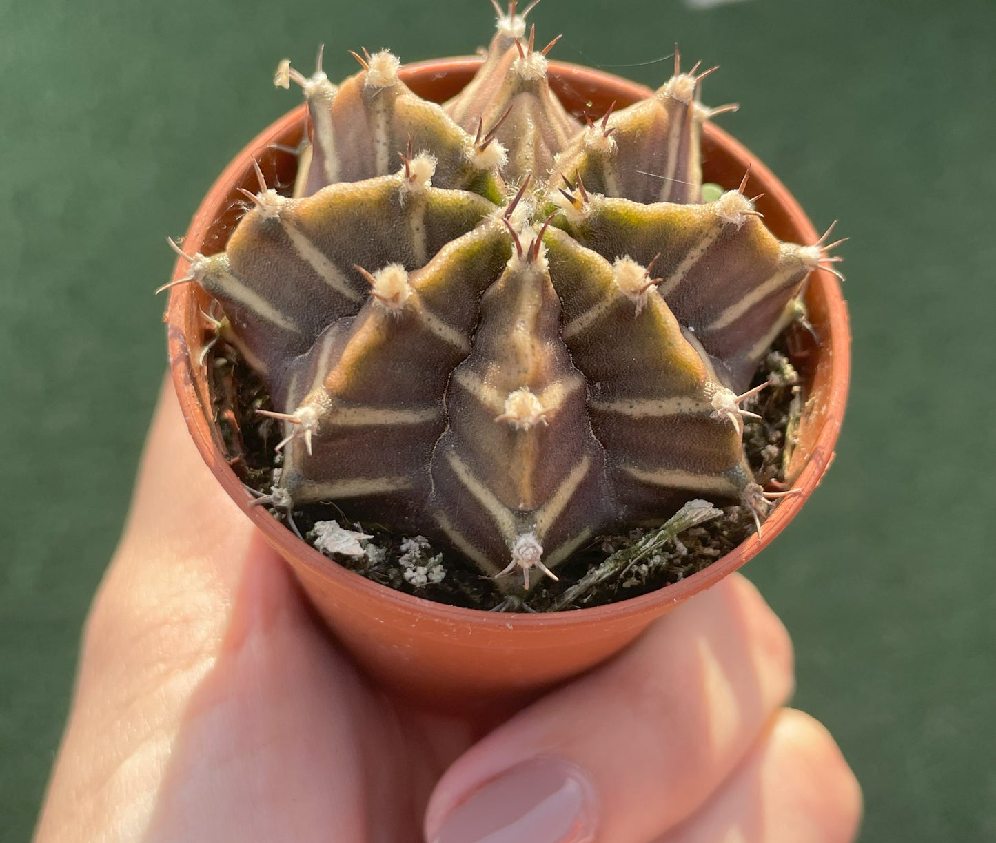 Gymnocalycium Mihanovichii