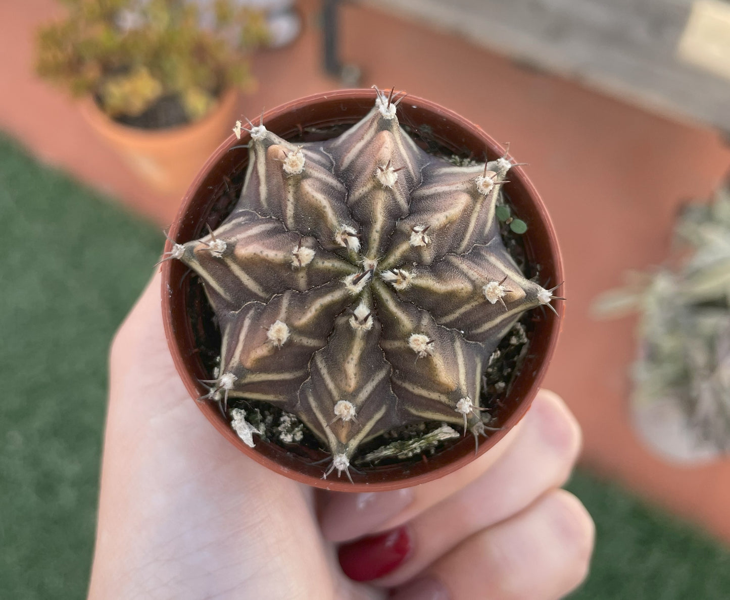 Gymnocalycium Mihanovichii
