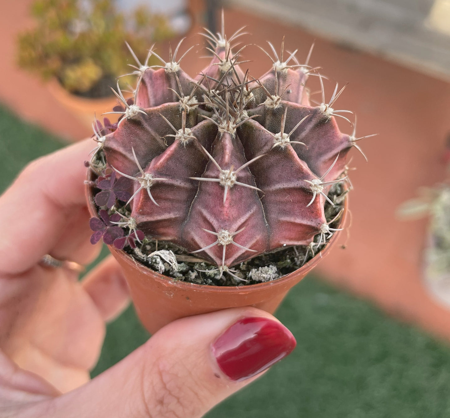 Gymnocalycium Mihanovichii
