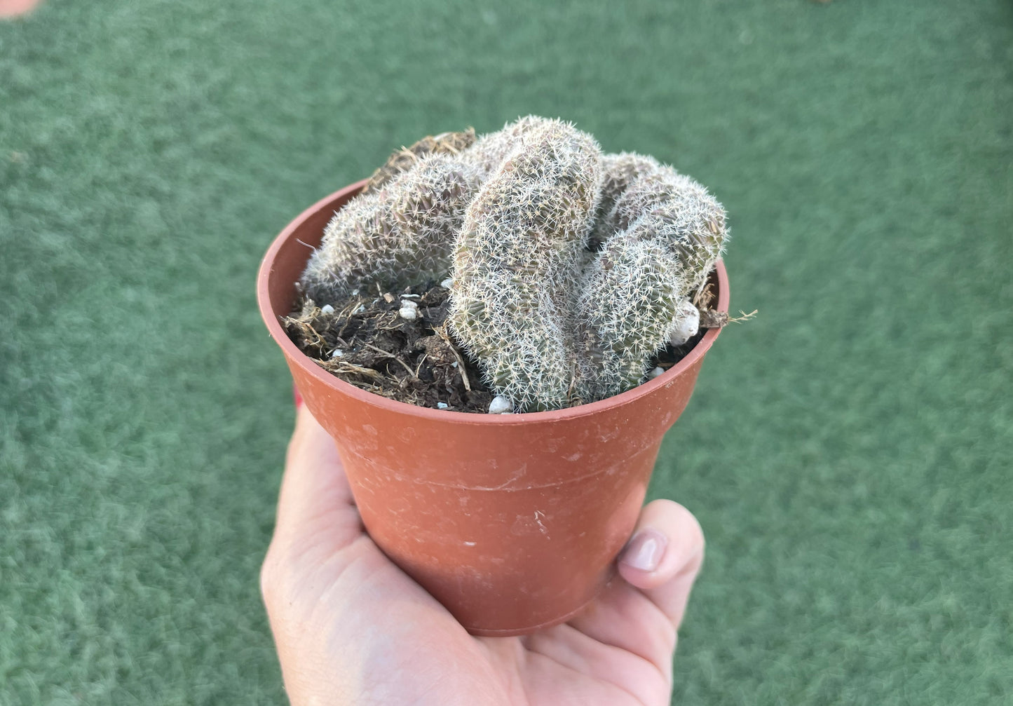Mammillaria Ernesti Cristata