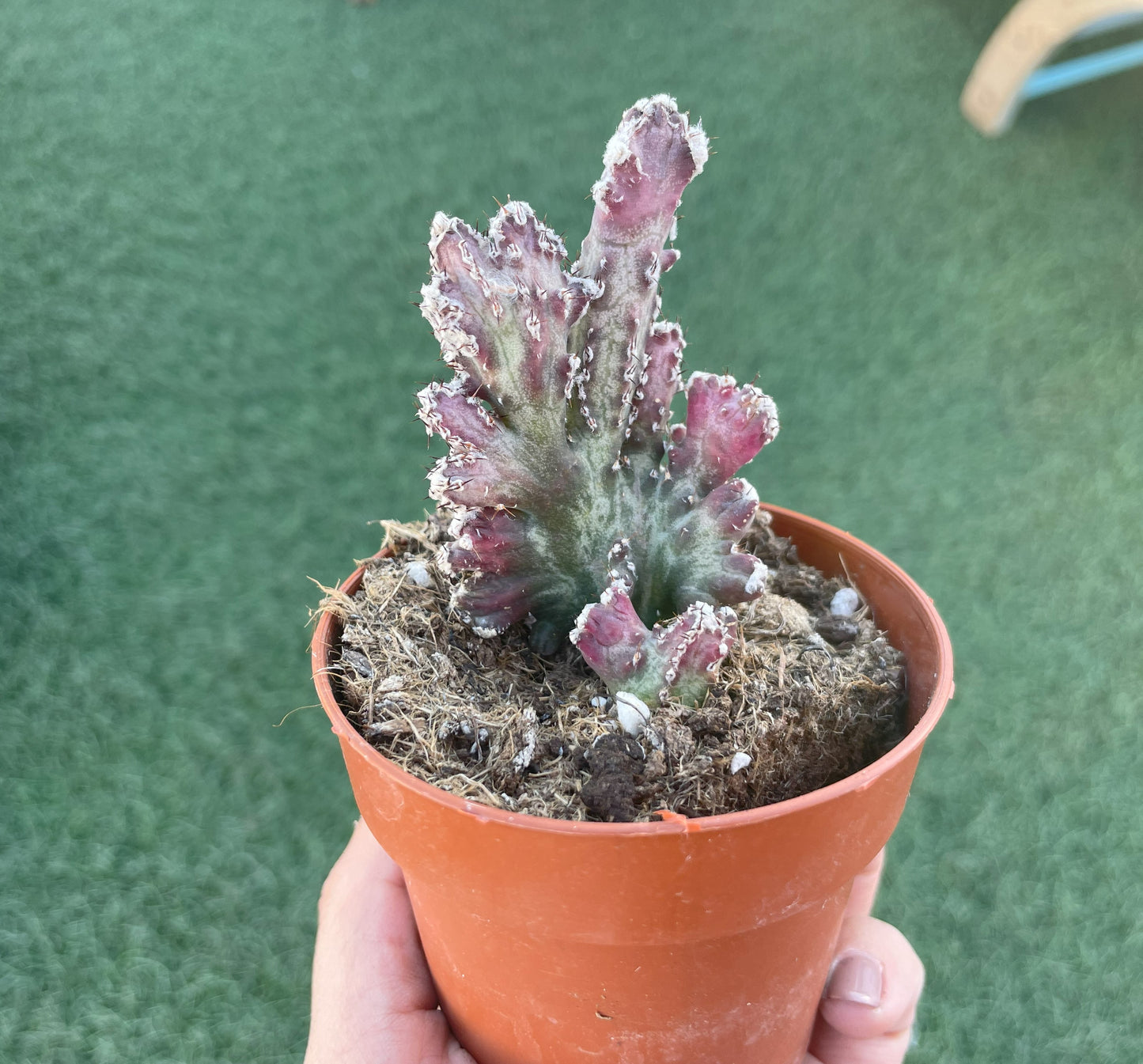 Monvillea Spegazzinii Cristata