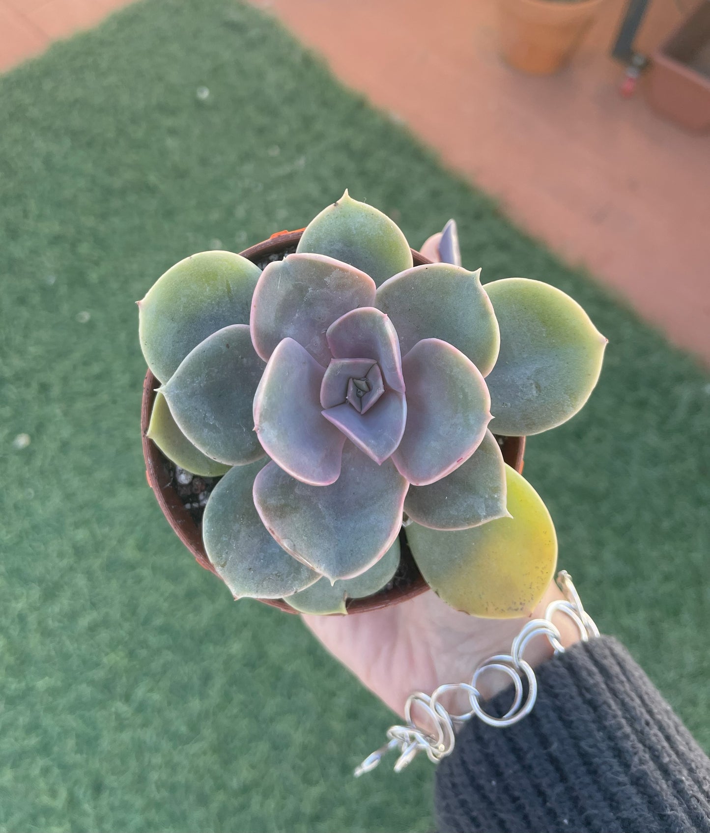 Echeveria Perle Von Nurnberg