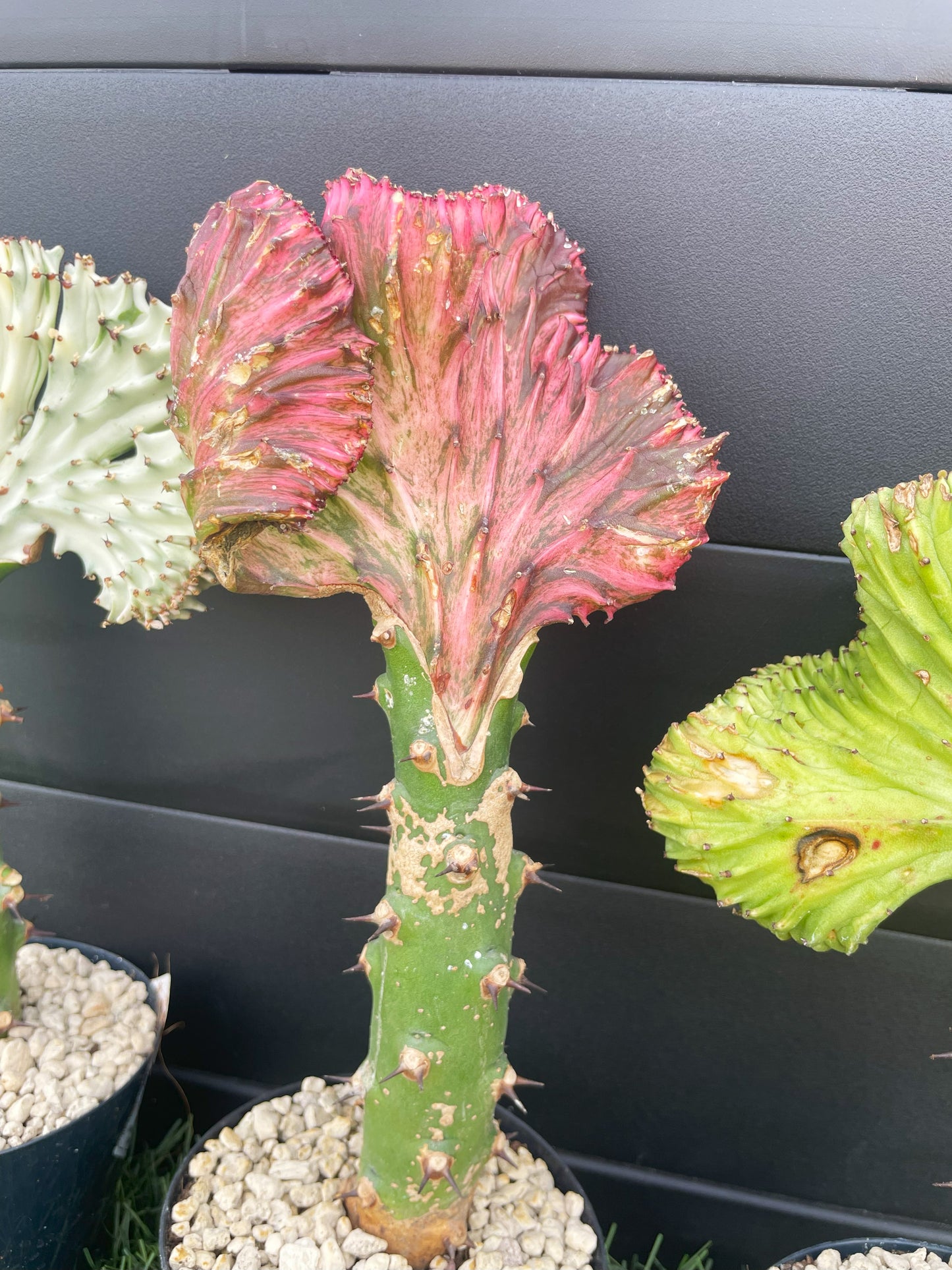 Euphorbia lactea 'Cristata'