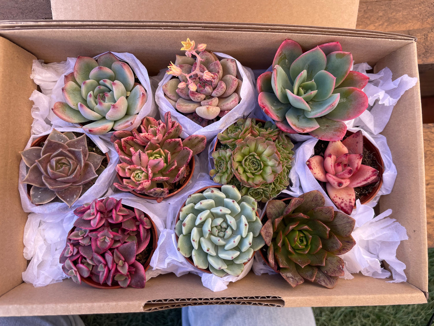 Cajas de suculentas