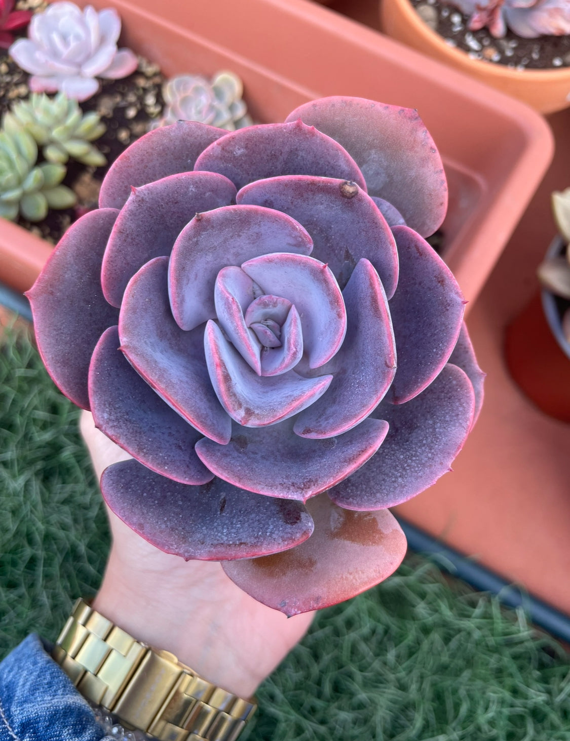 Suculentas