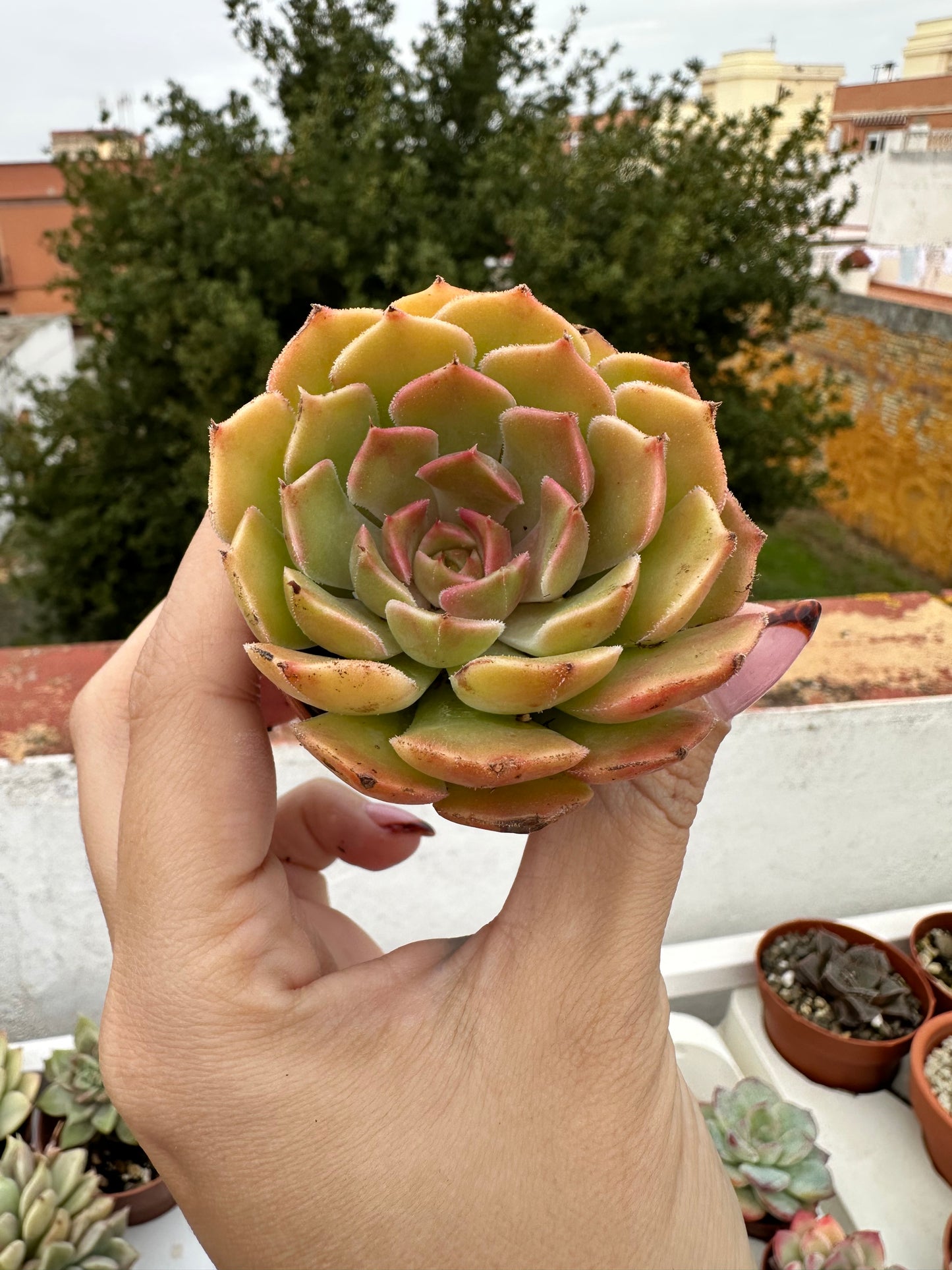 Echeveria Brown Rosa