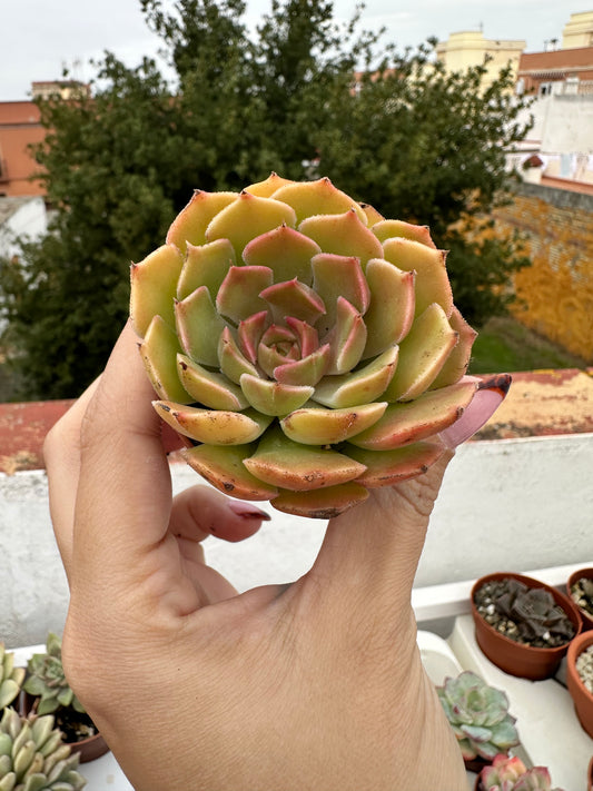 Echeveria Brown Rosa