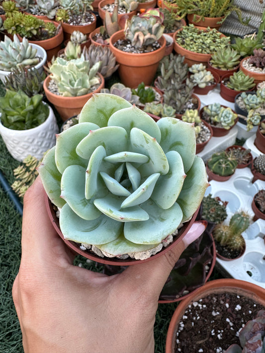 Echeveria Alioli