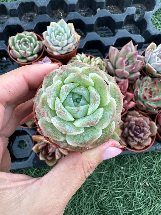 Echeveria Coreana