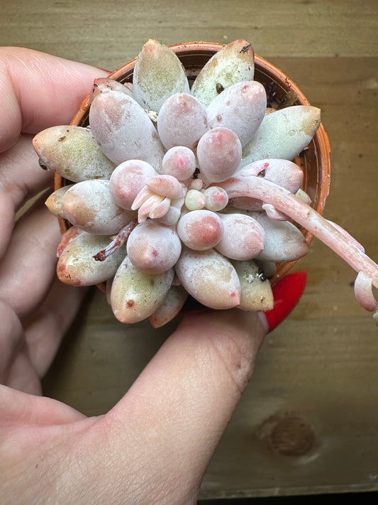Pachyphytum Machucae “baby fingers”