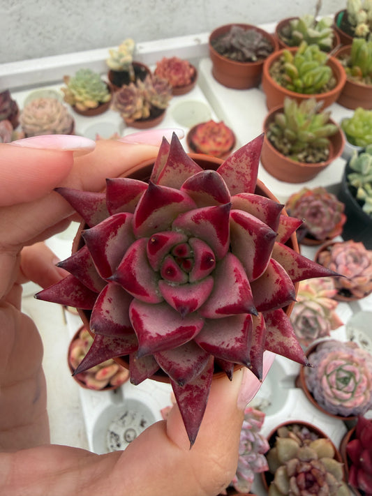 Echeveria Coreana