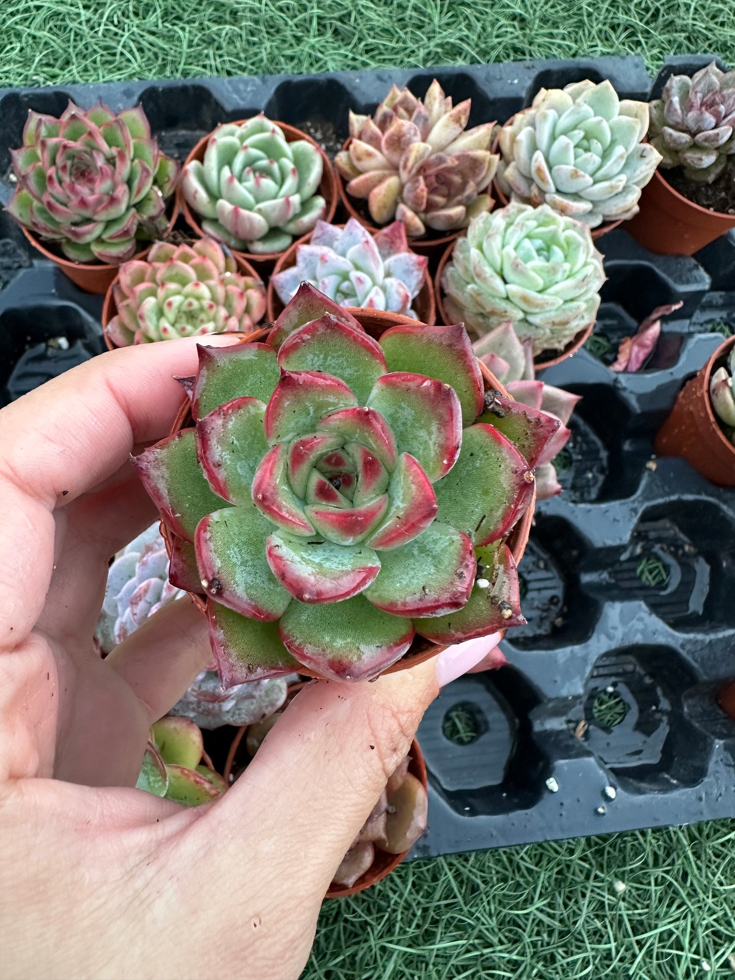 Echeveria Coreana