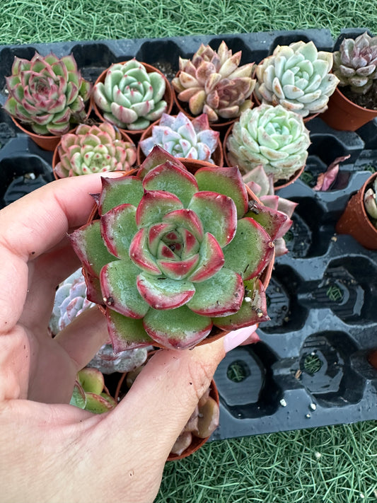 Echeveria Coreana