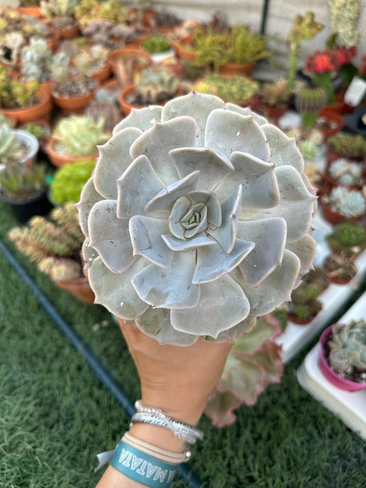 Echeveria Pollux