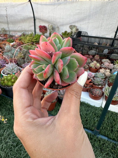 Echeveria Luella Crestata