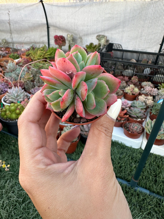 Echeveria Luella Crestata