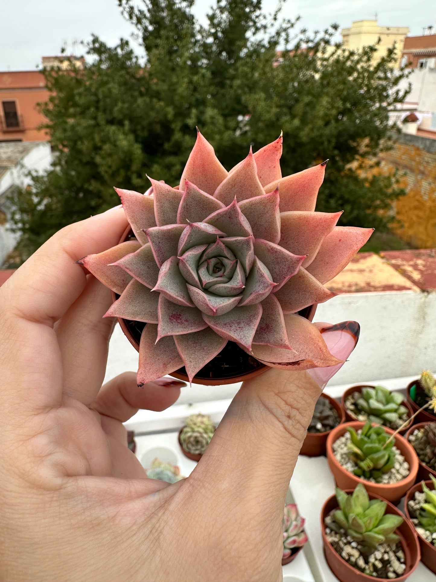 Echeveria Jade Star