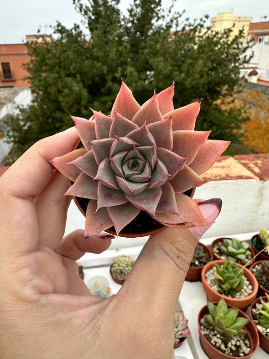 Echeveria Jade Star