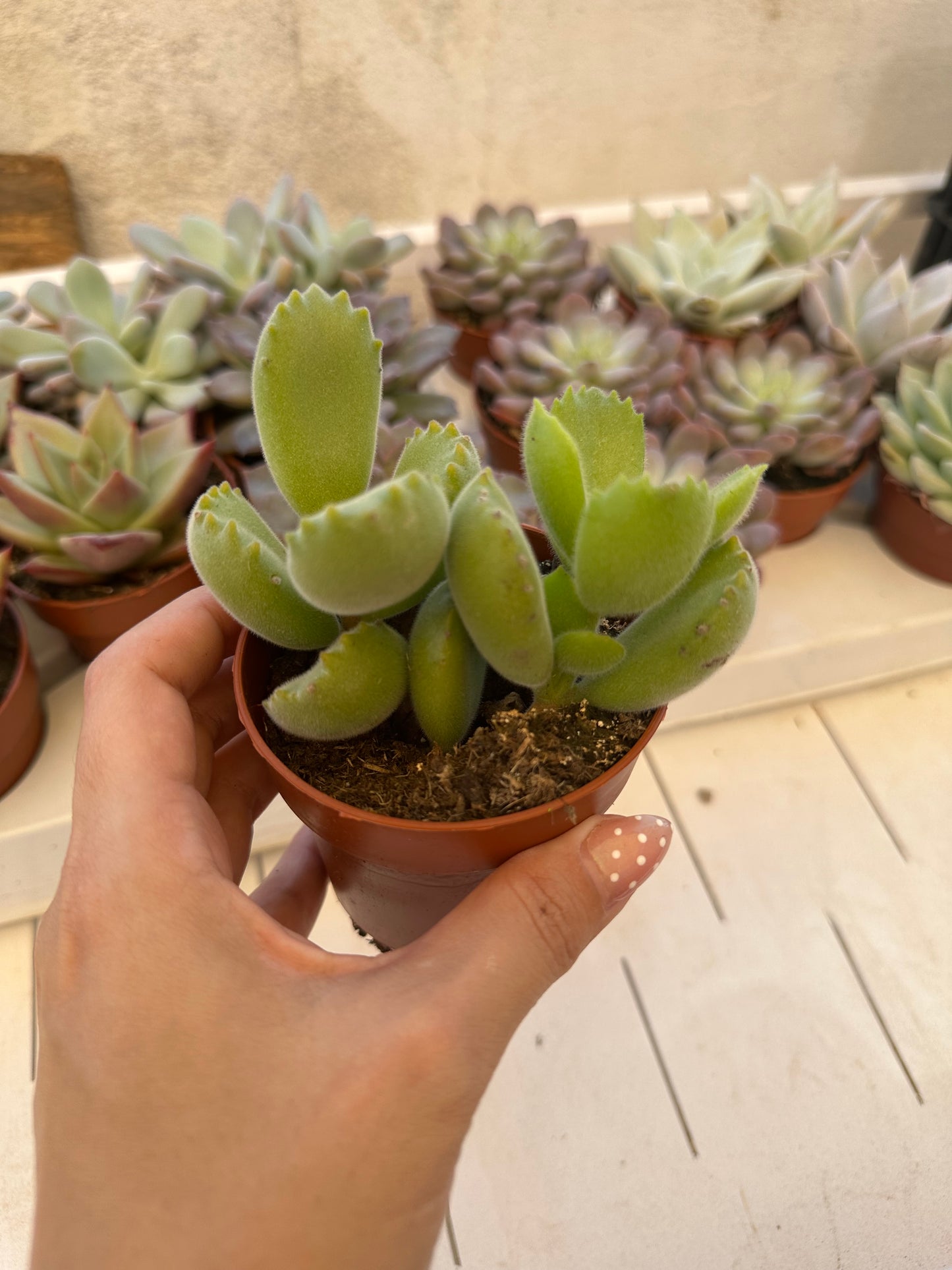 Cotyledon tormentosa