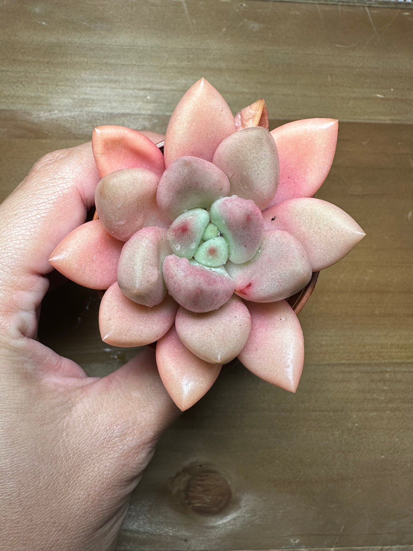 Graptoveria Pink Donna