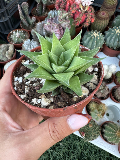 Haworthia